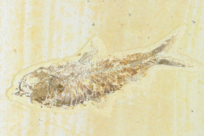 Bargain, Fossil Fish (Knightia) - Wyoming #149824